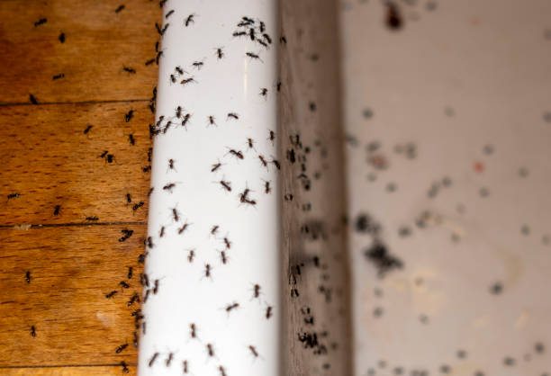 Best Local Pest Control Services  in Blossom, TX